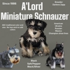 A'Lord Miniature Schnauzer gallery