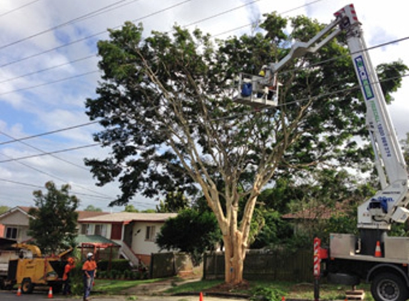 Brisbane Tree Services - Cleveland, QLD