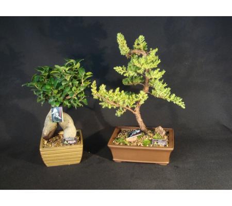 Mitre 10 Beaudesert - Beaudesert, QLD. Bonsai Plants