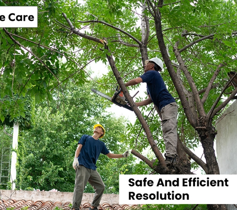 Al's Tree Care - Terrigal, NSW. Safe And Efficient Resolution