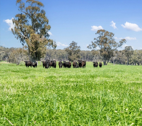 Elders Real Estate Wangaratta - Wangaratta, VIC