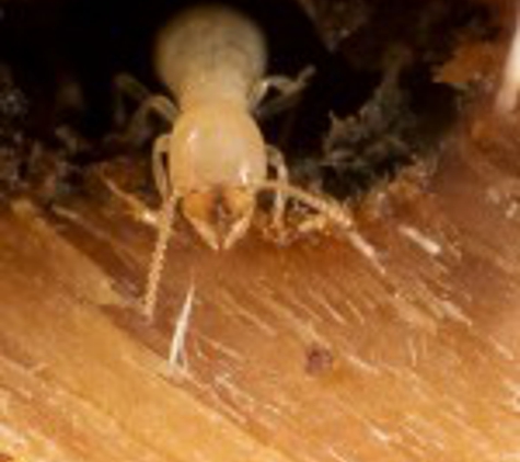 Arizona Termite Control - Mesa, AZ