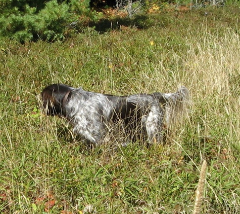 Bilstar Kennel Small Munsterlander Breeder - Boulder Junction, WI