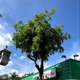 San Bernardino Tree Services