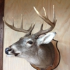 Rustic Oaks Ranch Taxidermy gallery