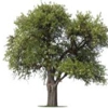 Lehmen's Tree Service gallery