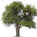 Lehmen's Tree Service - Stump Removal & Grinding