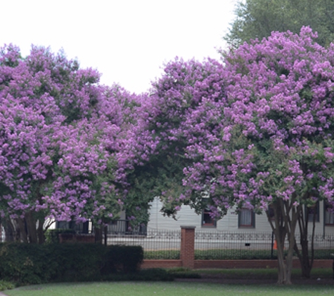 Crape Myrtle Guy - Waxahachie, TX