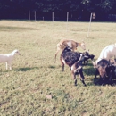 Stafford Goats