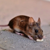 Legacy Termite and Pest Control gallery