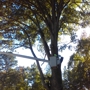 Carolina Tree And Lawn Maintnenance
