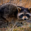 Wildman Wildlife Solutions gallery