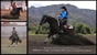 Deanna Lally Performance Horses - Horse Breeders