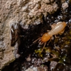 Neighborhood Pest Control gallery