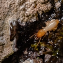 Absolute Termite and Pests - Pest Control Equipment & Supplies