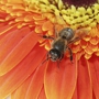 Little Giant Beekeepers