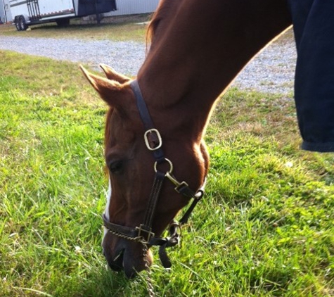 Foxcote Show Horses - York, PA