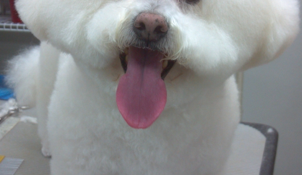 Aurora Kennel & Pet Shoppe - Oshkosh, WI. Happy "Max" just go his grooming at Aurora Kennel! Bichon Frise