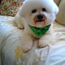 Kim's Dog Grooming - Pet Grooming