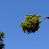 L Family Tree Care gallery