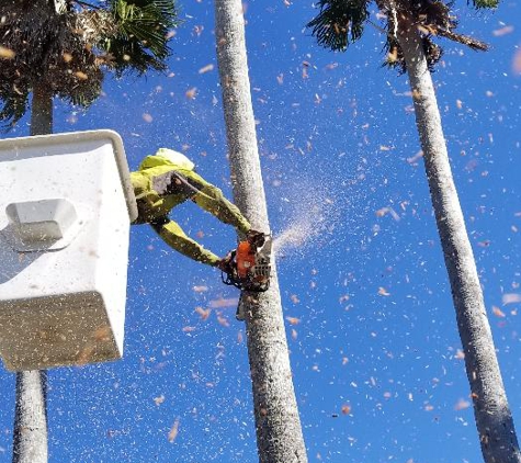 Tri State Tree Service - Fort Walton Beach, FL