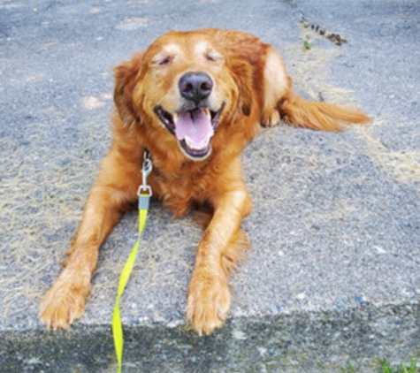 A2K9 Dog Training - Ann Arbor, MI