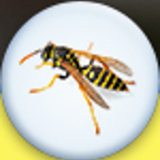 Beeline Pest Control - Clearfield, UT