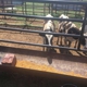 Backs and Barns