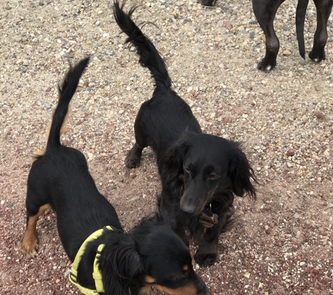 Cleveland Pet Hospital - Caldwell, ID. Lilly and Benny best friends ❤️