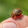 Round The Clock Pest Control Inc gallery