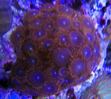 Saltwater Reef Shop Inc - Tulsa, OK