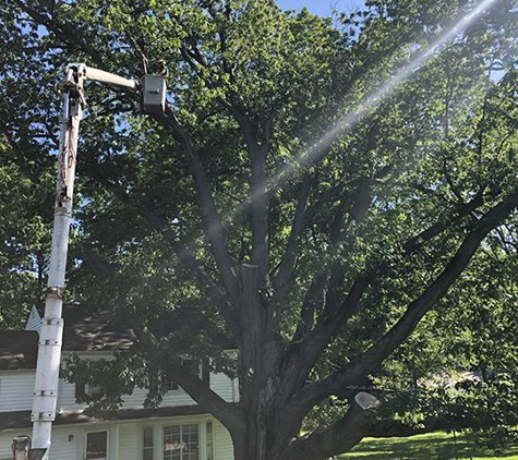 Todds Tree Service Inc - Mantua, OH