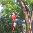 Red Arbor Tree Care - Arborists
