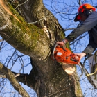 Johnson's Tree Service & Stump Grinding