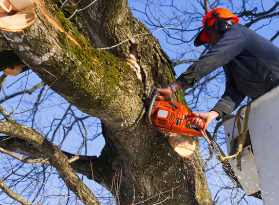 Johnson's Tree Service & Stump Grinding - Bonita Springs, FL