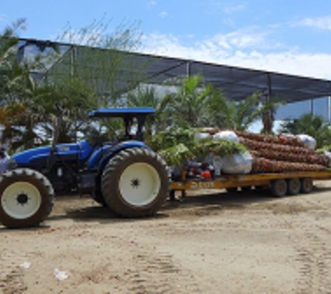 Roadrunner Tree Farm & Casa Del Zorro Nursery - Borrego Springs, CA