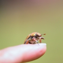 AWS Extermination - Pest Control Equipment & Supplies