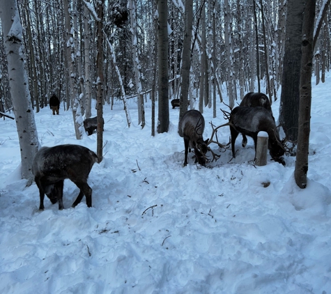 Running Reindeer Ranch - Fairbanks, AK