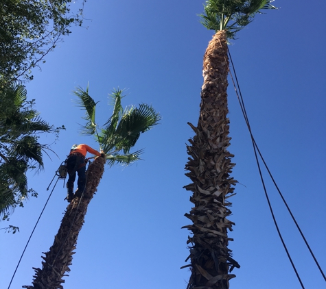 Goodyear Tree Service - Goodyear, AZ