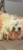 J Jenkins Dog Bathing & Grooming - Dog & Cat Clipping & Grooming