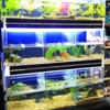 Fish gallery