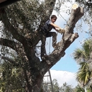 TOM'S AFFORDABLE TREES SERVICE - Tree Service