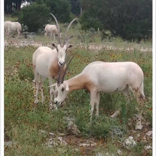 Natural Bridge Wildlife Ranch