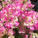 Anderson's La Costa Nursery - Garden Centers