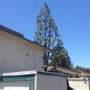 Big Leaf Tree Care - Tree Service