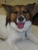 Gimmie A Bark - Pet Services