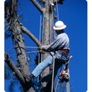 Avery Tree Svc - Arborists