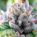 Hash House by Dablogic - Farms