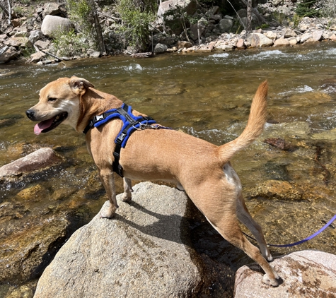 Cosmic Dog Training & Interspecies Learning - Lafayette, CO. Leo