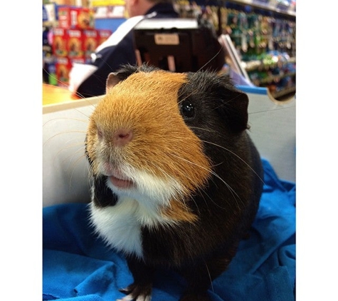 PetSmart - East Brunswick, NJ